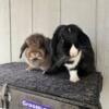 Two Bonded Female Holland Lops