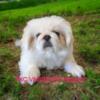 Pekingese for Sale in Texas