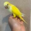 Baby yellow Lutino Quaker parrots