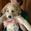 Aussie Pyrenees Puppy