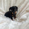 Miniature dachshund puppy Ebony 