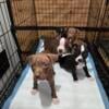 Pitbill puppies for sale