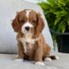 Cavapoo Puppies (Puppies By Design)