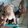 Xl bully pups
