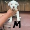 Beautiful XL American Bulldog Puppies