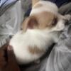 500) Two Beautiful Male Teacup Yorkie Poms and Mother (Puppies Brown & White, Mother is Silver)