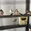 Finches