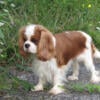 Awesome adult female Cavalier King Charles Spaniel