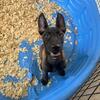 Belgian Malinois Pups