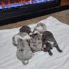 New Born Merle Pitbull Terriers Now Available for Purchase