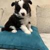 Pomsky Puppies