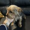 Male yorkie price $700 he is 6 months old