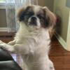 1 year old male Pekingese