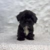 Maltipoo, Cavapoos, Malshi, maltese and Poodles Near San antonio houston austin corpus christi laredo