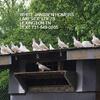 WHITE JANNSEN HOMING PIGEONS - PMV VACCINATED