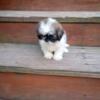 ShihTzu puppies ready