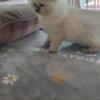 Ragdoll kittens reduced