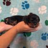 Cavalier King Charles pups Born 7.25.24