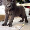 Male mid-content wolfdog puppies