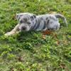 Puppies For sale in Homestead, with paperwork ABKC, and vaccines up to date. There are three females and two males