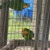 Superb Parrots 