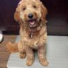 Mini Goldendoodle