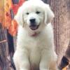 AKC Golden Retriever Puppies