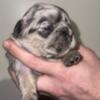 fluffy frenchies for sale