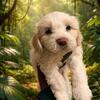 Maltipoo Puppy.  Female