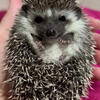 Baby Hedgehog 