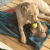 11 month old yellow Lab for rehoming