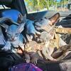 Hairless Sphynx Kittens