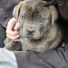 For Sale Cane Corso puppies