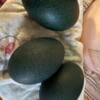 Fertile Emu eggs