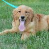Beautiful male Golden Pup