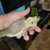 Handfed Baby Cockatiels