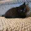 Black exotic short hair persian kitten