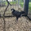 Young Sapphire Gem Americauna Mix Rooster