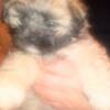 Shorkie Puppies  for Sale