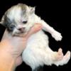 Cfa persian kittens for deposit