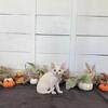 Devon Rex Christmas Kitten