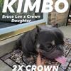 AMAZING TINY 2x CROWN Blue Tricolor BRUCE LEE SON OPEN FOR STUD