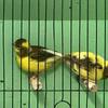 FIFE Canaries