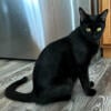 Female Cat 2yr old Spayed