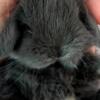 Dwarf Holland Lop Bunnies Rabbits Rabbit Bunny