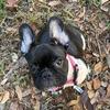 Female French Bulldog