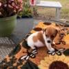 Jack Russell Terrier puppies available!