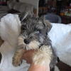 Schnauzer puppies for sale