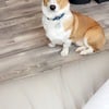 Pembroke Welsh Corgi for sale