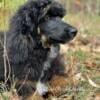 AKC Poodle- Service Prospect